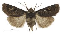 Proteuxoa comma (female). Noctuidae: Amphipyrinae. 