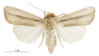 Leucania stenographa (female). Noctuidae: Noctuinae. 