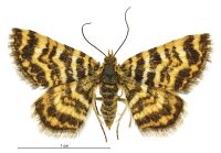 Notoreas isomoera (female). Geometridae: Larentiinae. 