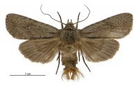 Aletia s.l. temperata (male). Noctuidae: Noctuinae. 