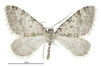 Helastia ohauensis (male). Geometridae: Larentiinae. 