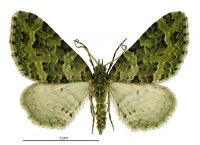 Pasiphila melochlora (male). Geometridae: Larentiinae. 