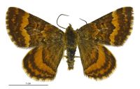 Dasyuris partheniata (male). Geometridae: Larentiinae. 
