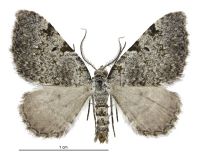 Helastia mutabilis (male). Geometridae: Larentiinae. 