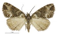 Pseudocoremia suavis (female). Geometridae: Ennominae. 