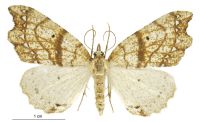 Chalastra pellurgata (female). Geometridae: Ennominae. 