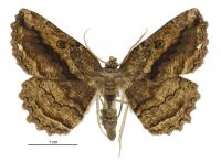 Gellonia pannularia (male). Geometridae: Ennominae. 