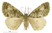 Pseudocoremia indistincta (female). Geometridae: Ennominae. 