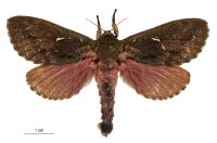 Dumbletonius unimaculatus (male). Hepialidae: . 