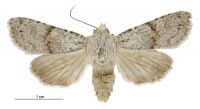 Aletia s.l. mitis (female). Noctuidae: Noctuinae. 