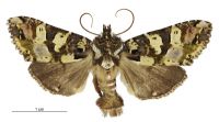 Meterana pauca (male). Noctuidae: Noctuinae. 