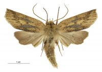 Declana leptomera (male). Geometridae: Ennominae. 