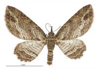 Chloroclystis filata (male). Geometridae: Larentiinae. 