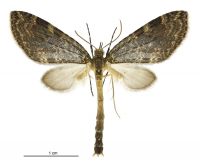 Tatosoma transitaria (male). Geometridae: Larentiinae. 