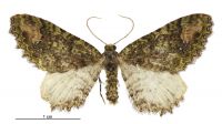 Austrocidaria venustatis (male). Geometridae: Larentiinae. Not seen since 1944