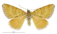 Asaphodes cinnabari (female). Geometridae: Larentiinae. 
