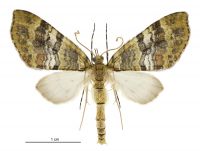 Tatosoma fasciata (male). Geometridae: Larentiinae. 