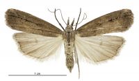 Schrankia costaestrigalis (female). Erebidae: Hypenodinae. 