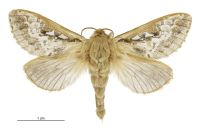 Wiseana copularis (male). Hepialidae: . 