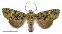 Meterana pictula (female). Noctuidae: Noctuinae. 