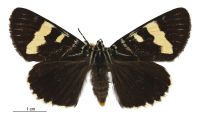 Phalaenoides glycinae (female). Noctuidae: Agaristinae. 