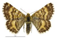 Dasyuris catadees (female). Geometridae: Larentiinae. 