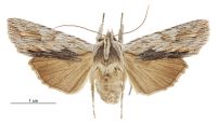 Graphania prionistis (female). Noctuidae: Noctuinae. 