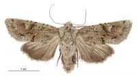 Graphania beata (female). Noctuidae: Noctuinae. 