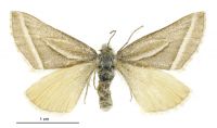 Aponotoreas insignis (female). Geometridae: Larentiinae. 