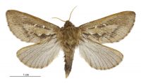 Dioxycanus oreas (male). Hepialidae: . 
