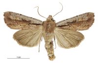 Tmetolophota atristriga (male). Noctuidae: Noctuinae. 