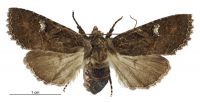 Meterana vitiosa (female). Noctuidae: Noctuinae. 