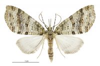 Tatosoma fasciata (female). Geometridae: Larentiinae. 