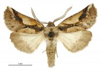 Declana junctilinea (male). Geometridae: Ennominae. 