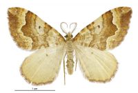 Asaphodes prymnaea (male). Geometridae: Larentiinae. 