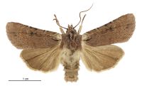 Graphania omoplaca (male). Noctuidae: Noctuinae. 