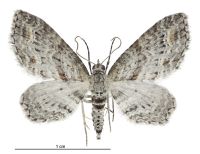 Pasiphila humilis (male). Geometridae: Larentiinae. 