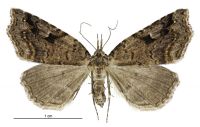 Trigonistis anticlina (female). Erebidae: Hypeninae. 