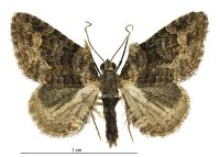 Phrissogonus laticostatus (male). Geometridae: Larentiinae. 