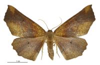 Xyridacma ustaria (female). Geometridae: Oenochrominae s. lat.. 