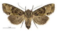 Meterana praesignis (female). Noctuidae: Noctuinae. 
