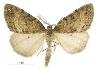 Pseudocoremia foxi (male). Geometridae: Ennominae. 
