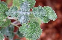 Horehound