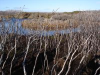 Awarua Wetland