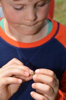 Student with gorse seed weevil