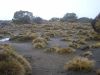 Volcanic dunes of the Rangipo ´Desert´, with widely spaced bristle tussock, <em>Rytidosperma setifolium</em> and islands of shrubby vegetation (Susan Wiser)
