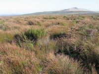 <em>Sporadanthus traversii</em> domed bog at Wharekauri, Chatham Island (Bev Clarkson)