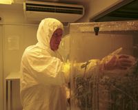 Weed biocontrol researcher Hugh Gourlay inside the new invertebrate containment facility