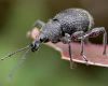 Papua New Guinean beetle.  Image – Stephen Moore.