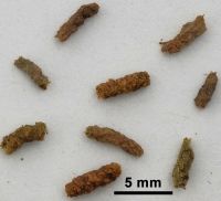 Photo b: Faecal pellets from stick insects